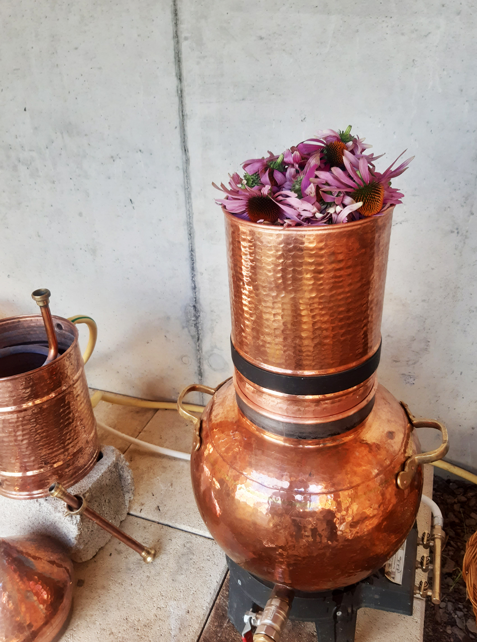 Atelier Hydrolats - Cueillette et distillation