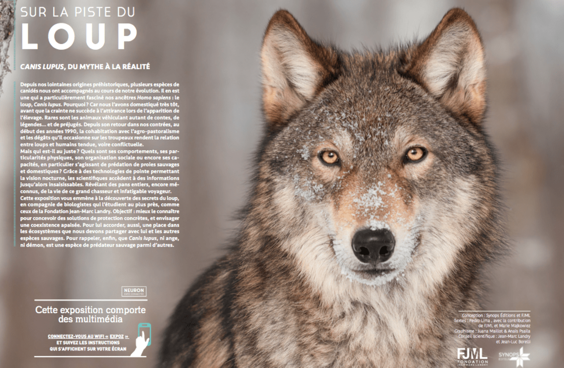 Exposition -Sur la piste du loup