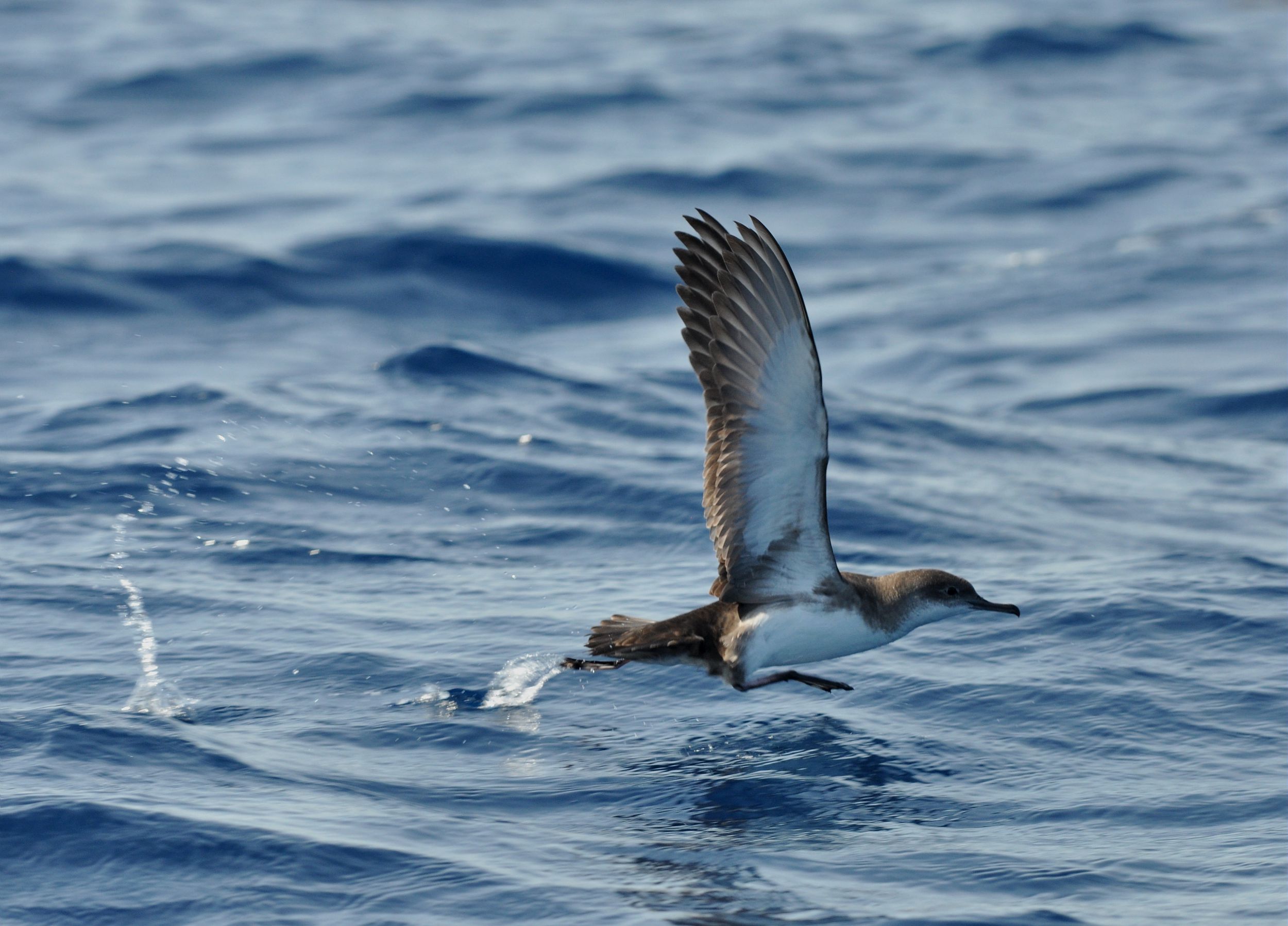 Point rencontre : L'ornithologie par la plume (Porquerolles)