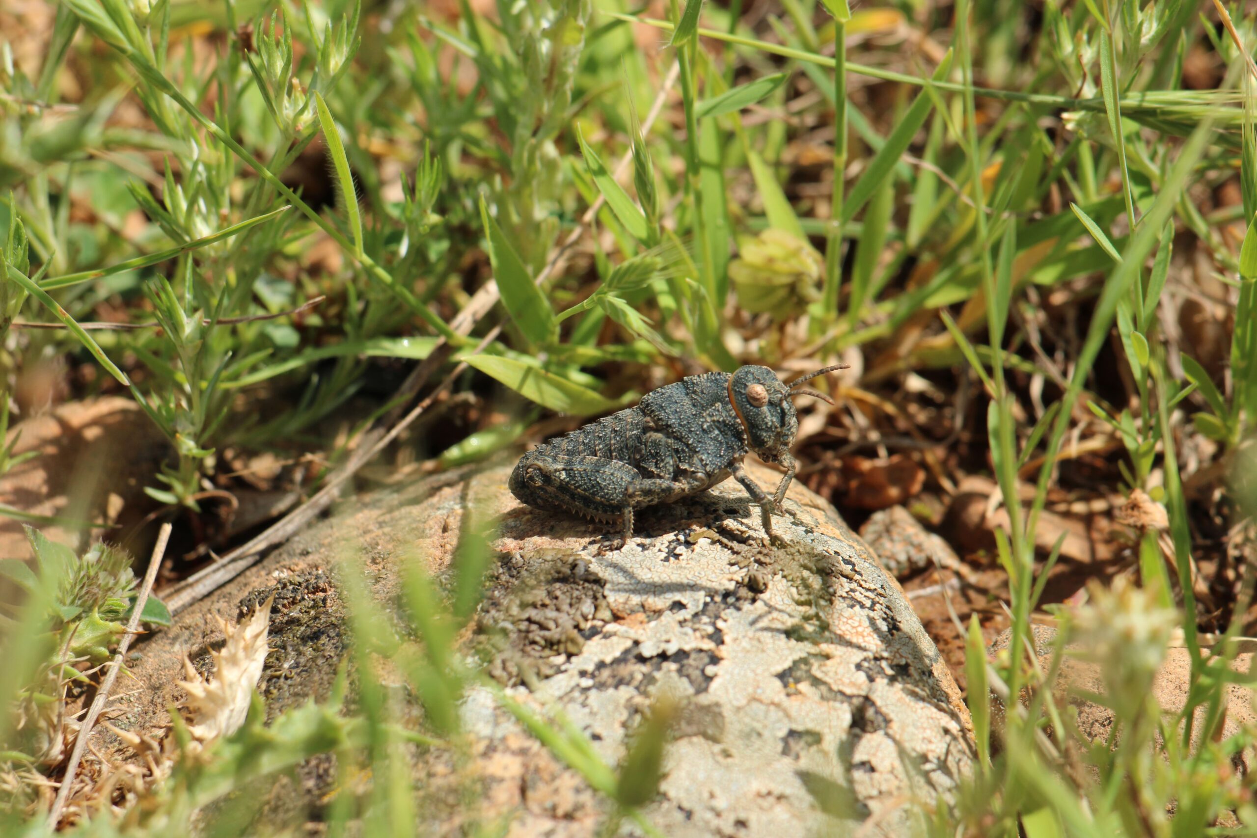 Les petites btes de Crau