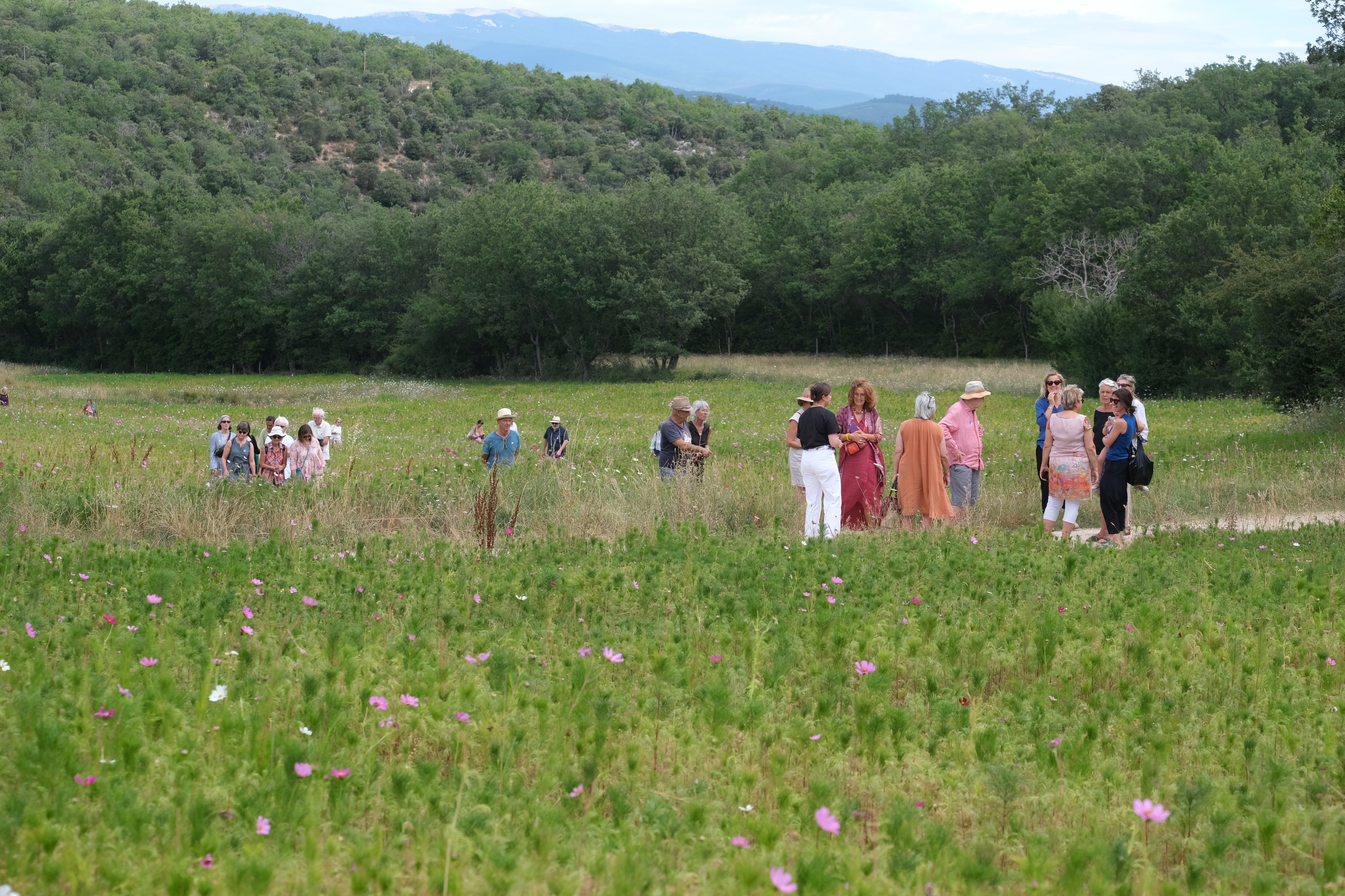 Les Estivales du Haut Calavon