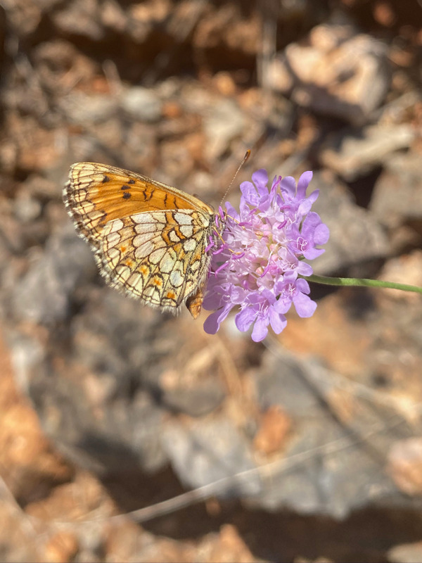 Sortie nature du Mus�um : petite faune du Massif de l��toile (Marseille)