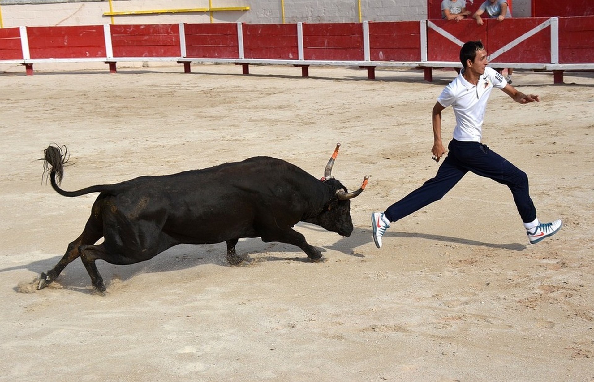 Course camarguaise : Course aux As