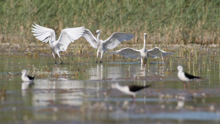 Les oiseaux de la Rserve naturelle rgionale du Pourra-Domaine du Ranquet