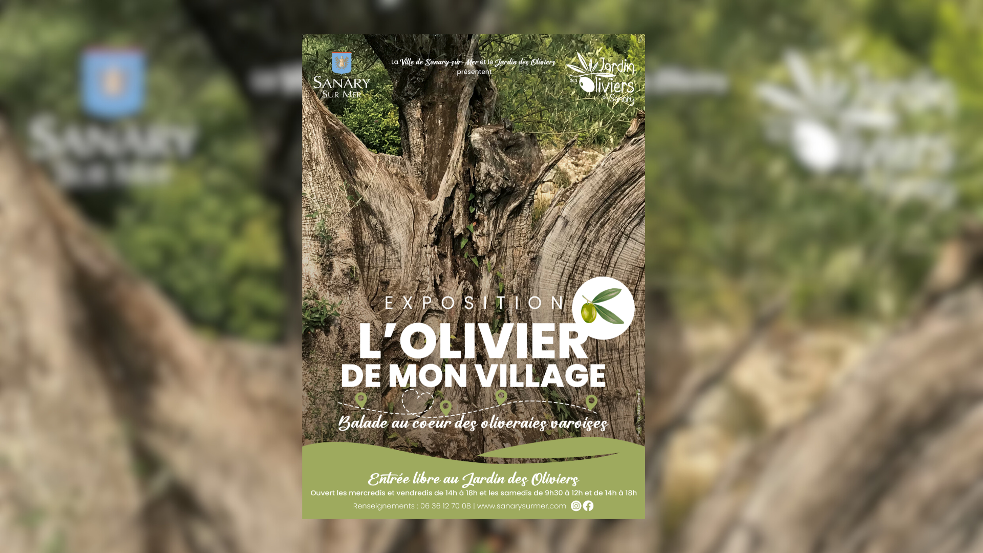 L'olivier de mon village : balade au cur des oliveraies varoises