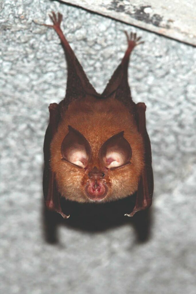 Les chauves-souris des Joncquiers, des allies insouponnes