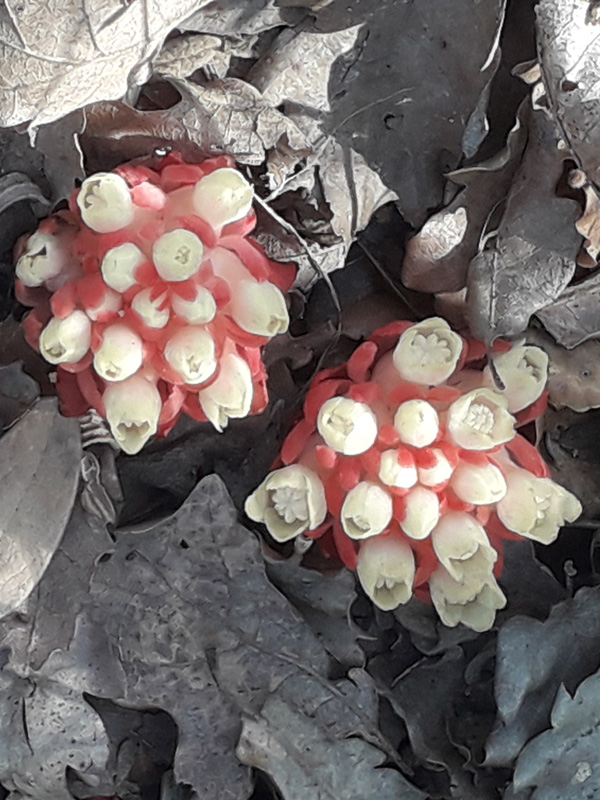 Sortie nature du Musum : Flore du domaine Pichauris  Allauch