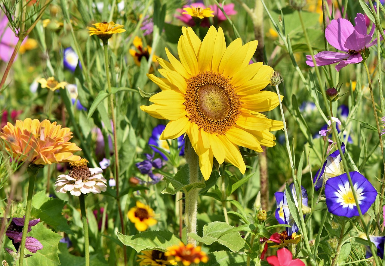 F�te aux jardins