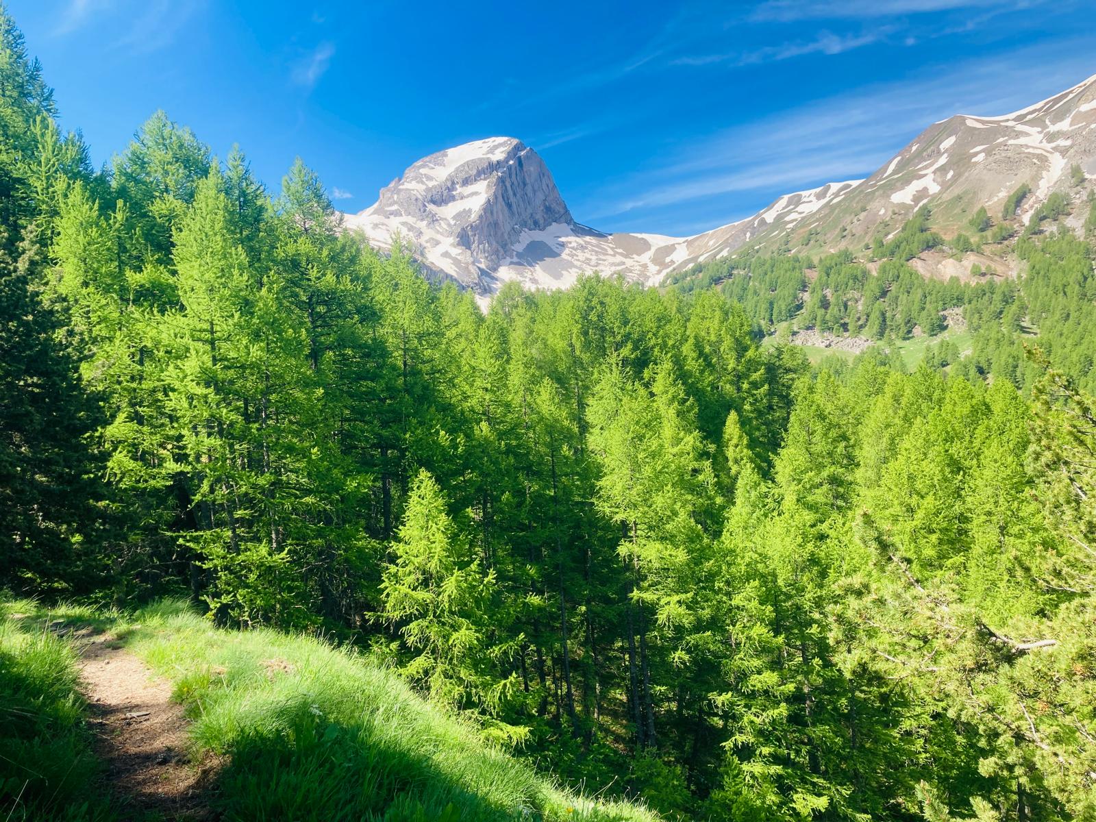 Cin-sciences : L'arbre qui cache les forts