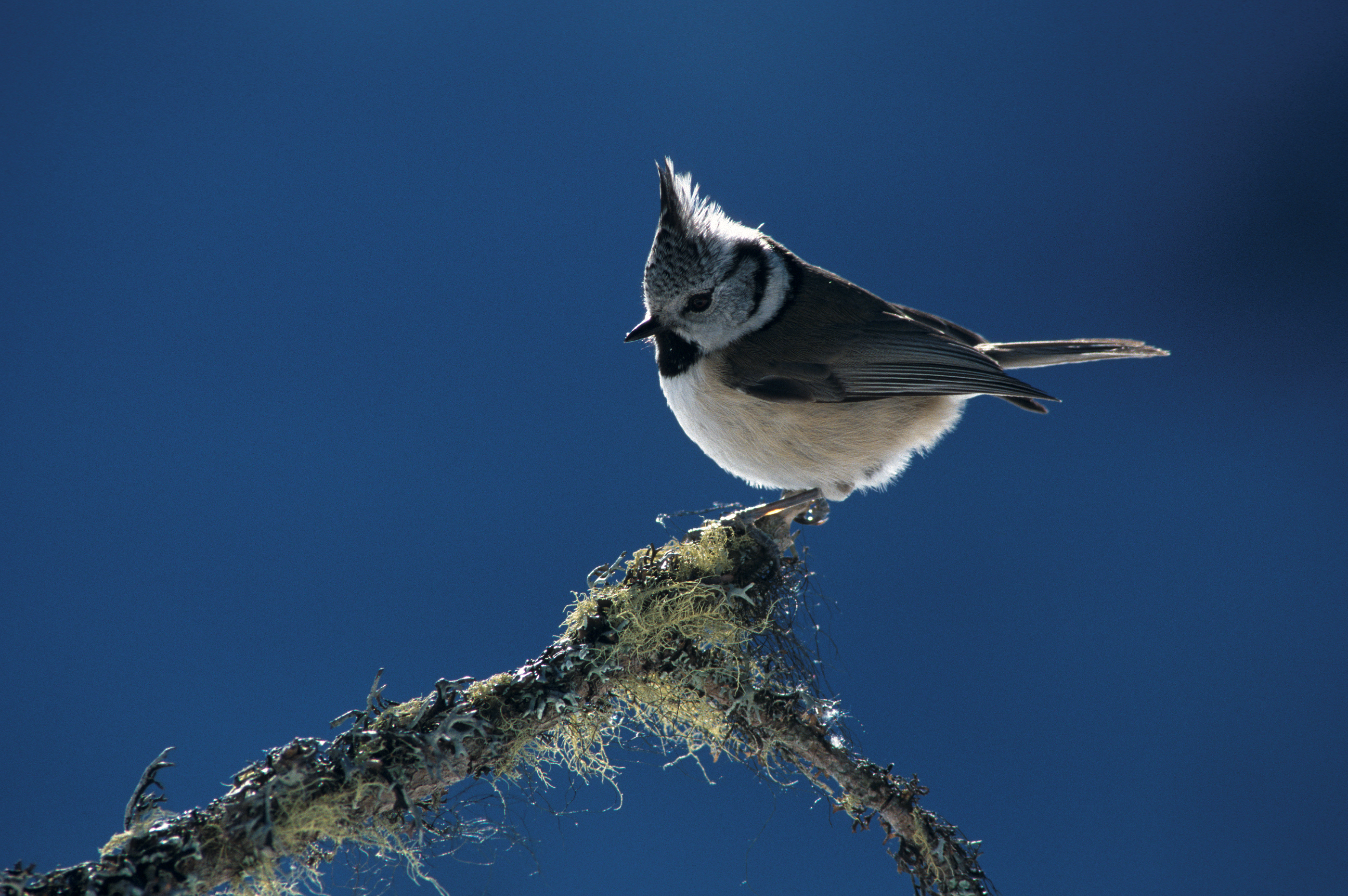 Rcital d'oiseaux : La ballade de la Rserve