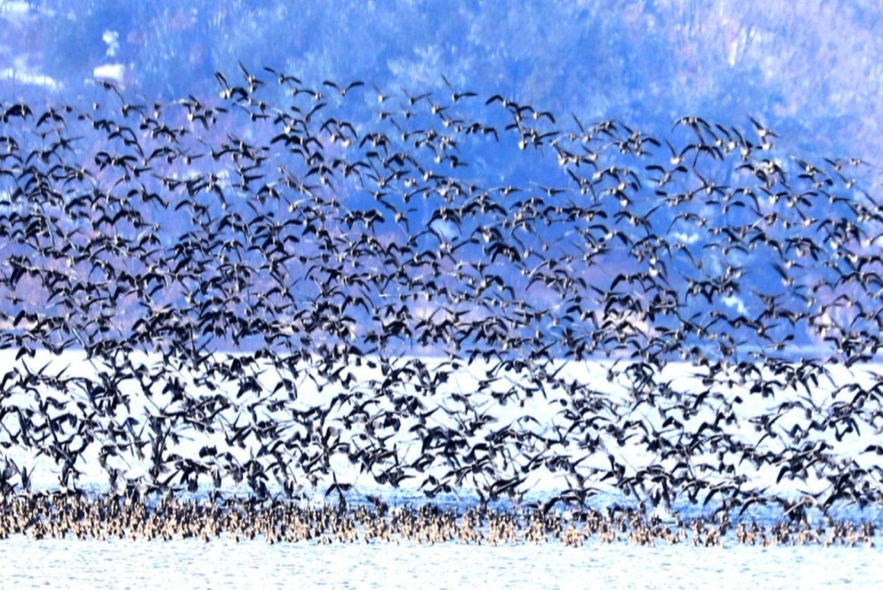 Confrence-projection sur la migration des oiseaux