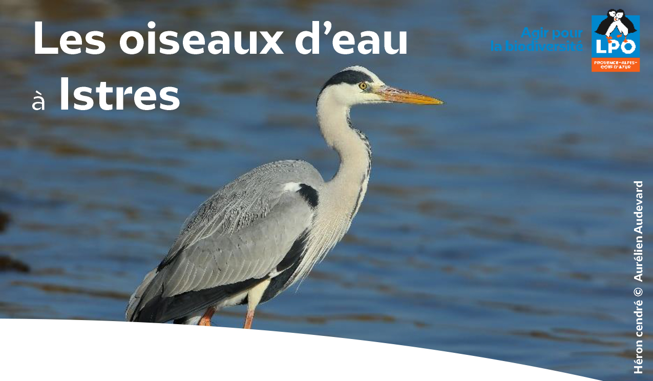 Sortie nature : les oiseaux d'eau  Istres