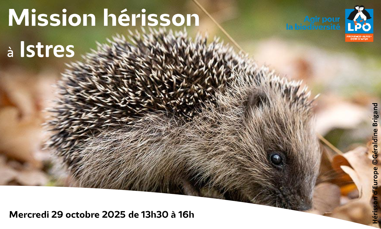 Sortie nature : Mission Hrisson !