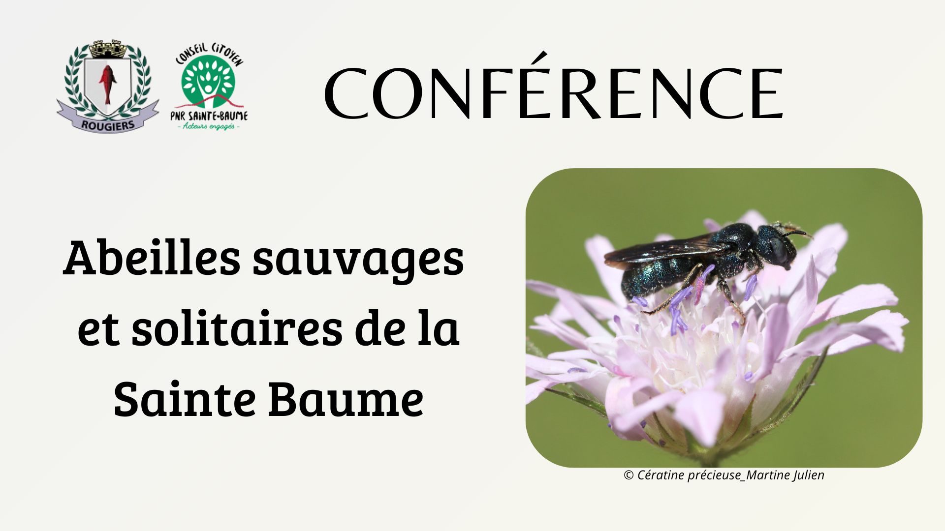 Confrence - Abeilles sauvages et solitaires de la Sainte-Baume