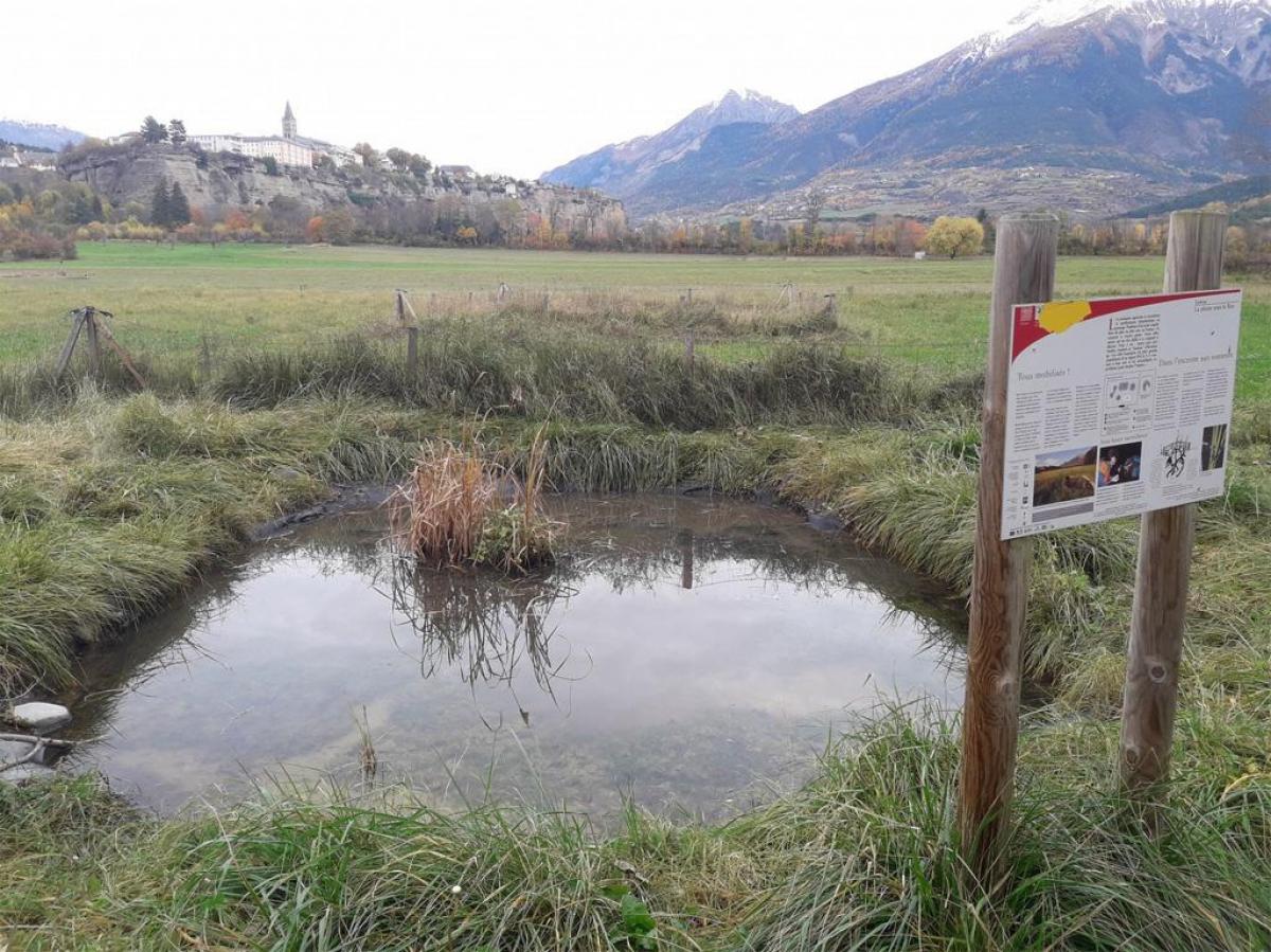 Chantier participatif autour des mares aux sonneurs