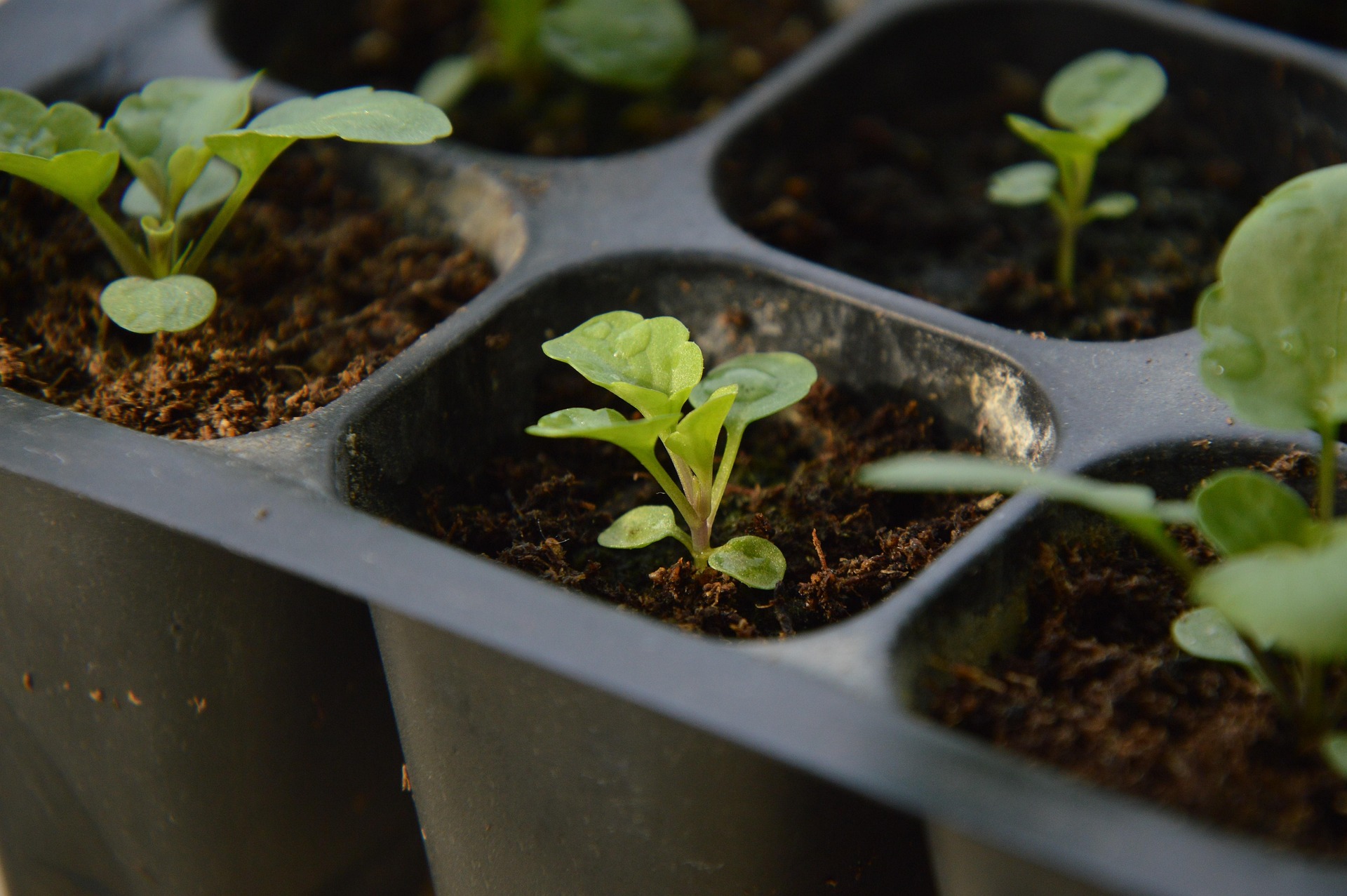 Atelier multiplication de plantes