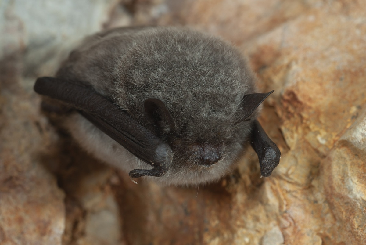 Exposition sur les chauve-souris