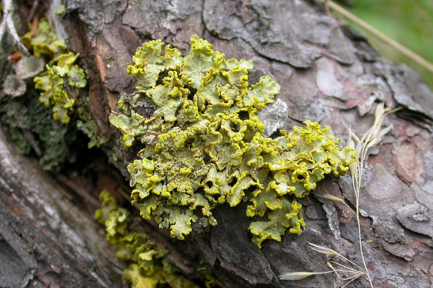 Confrence : Lichens, vous avez dit lichens ?