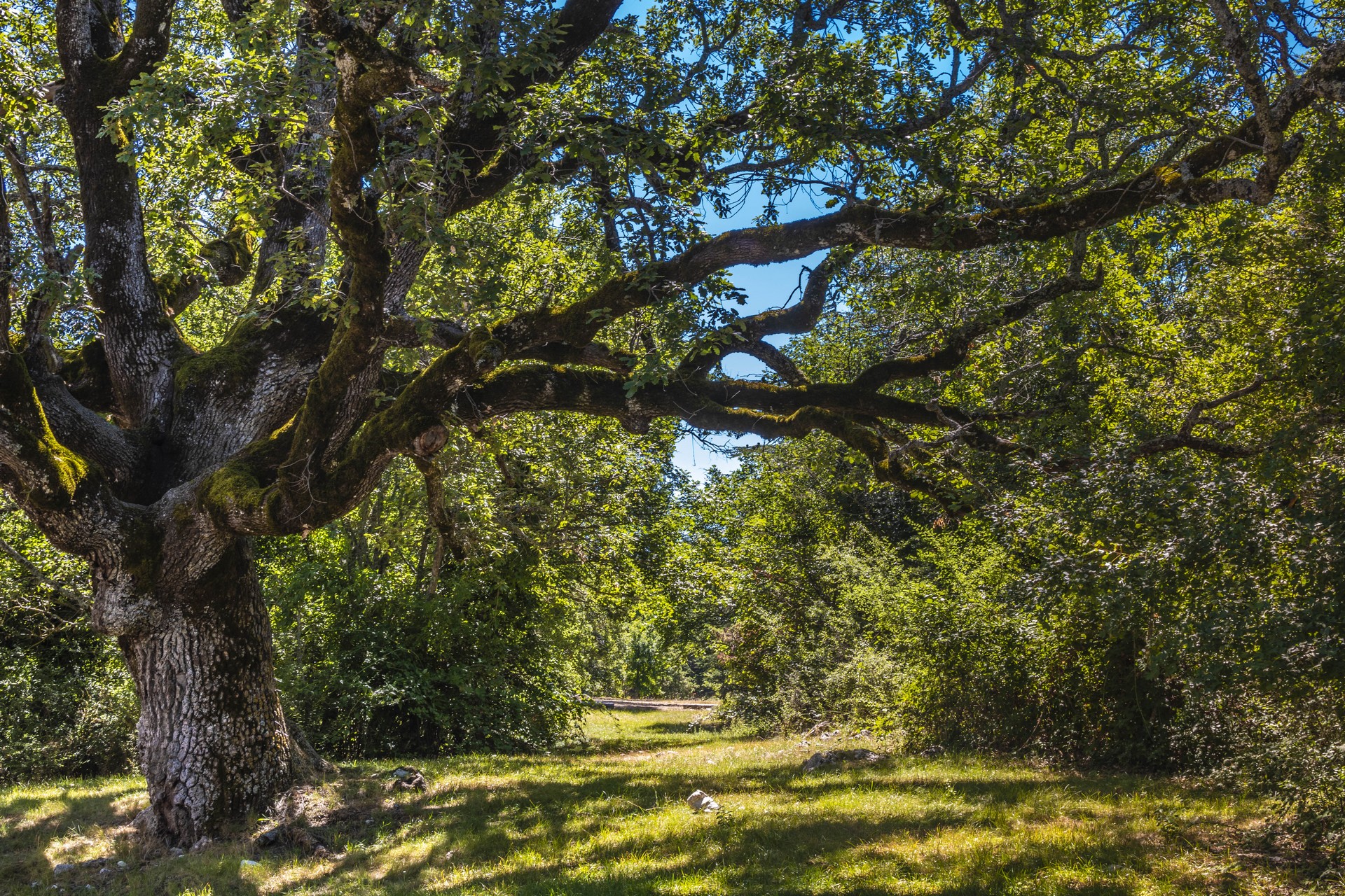 Immersion dans la for�t d'arbres centenaires
