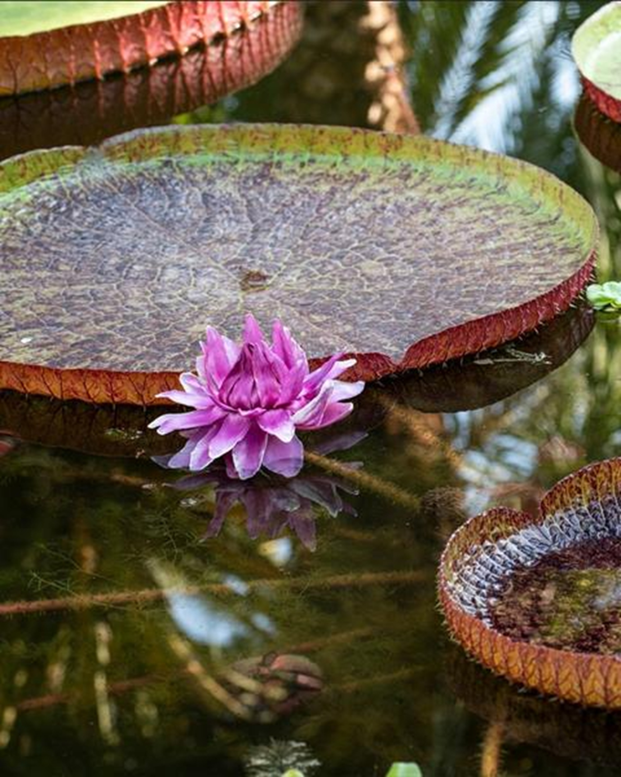 Secret des jardins botaniques: cultiver et prserver la flore exotique