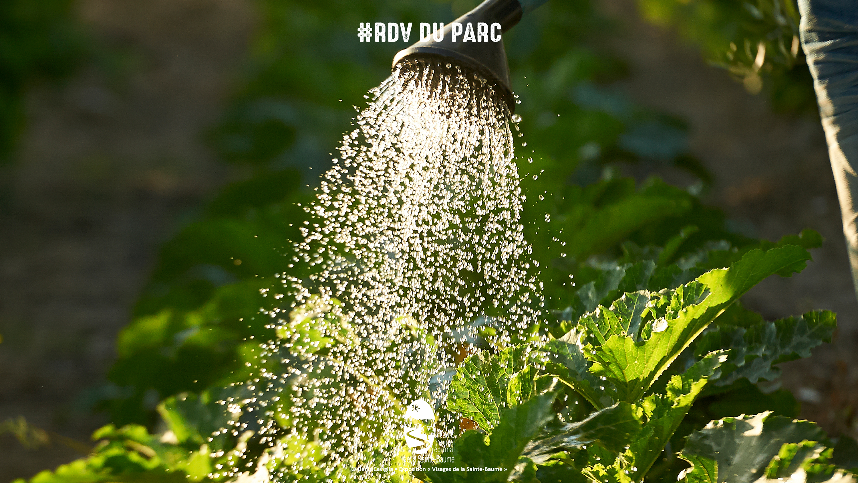Cultiver l'eau au jardin  #RDVduParc