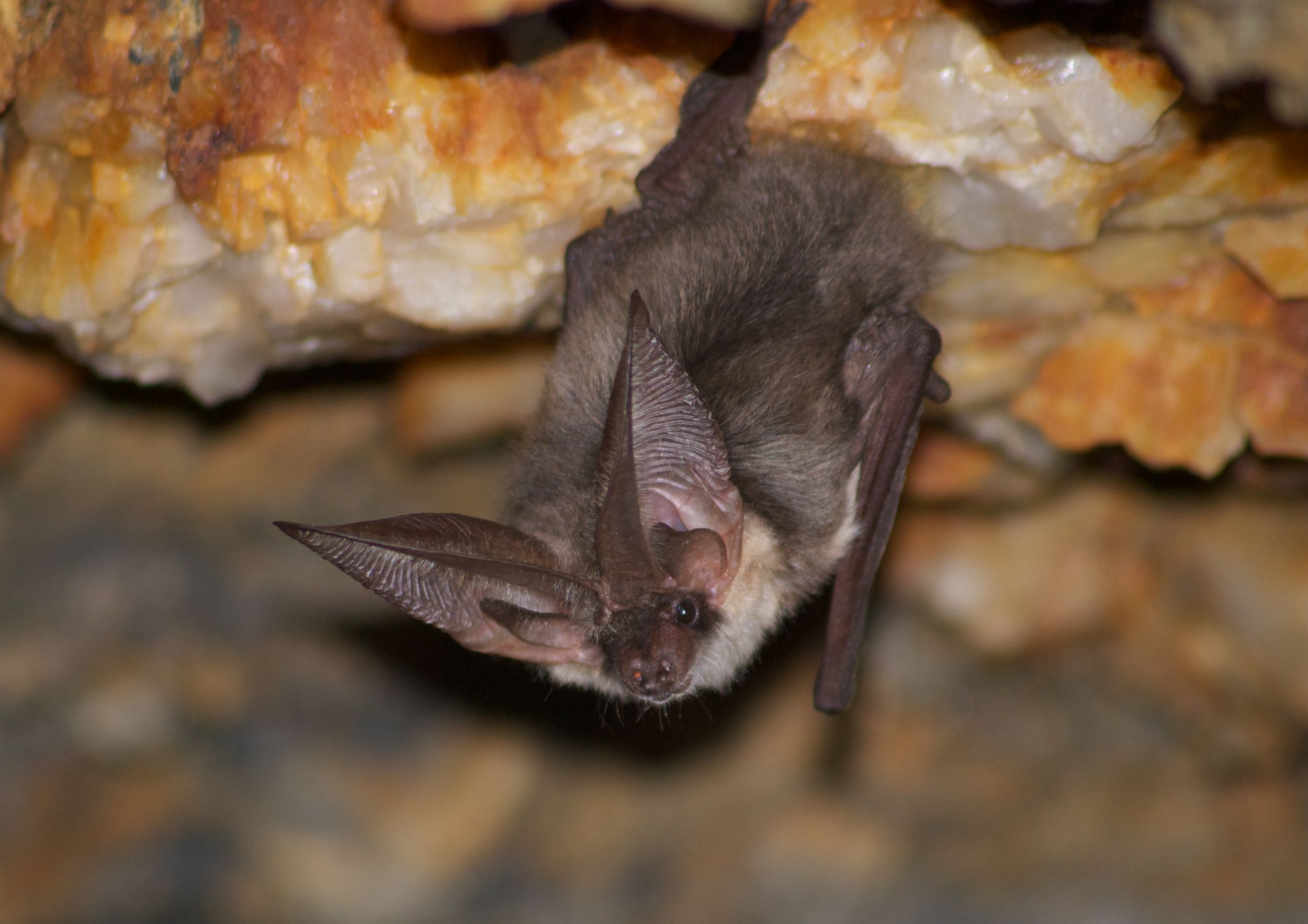 Point rencontre : Les chauves-souris (Porquerolles)