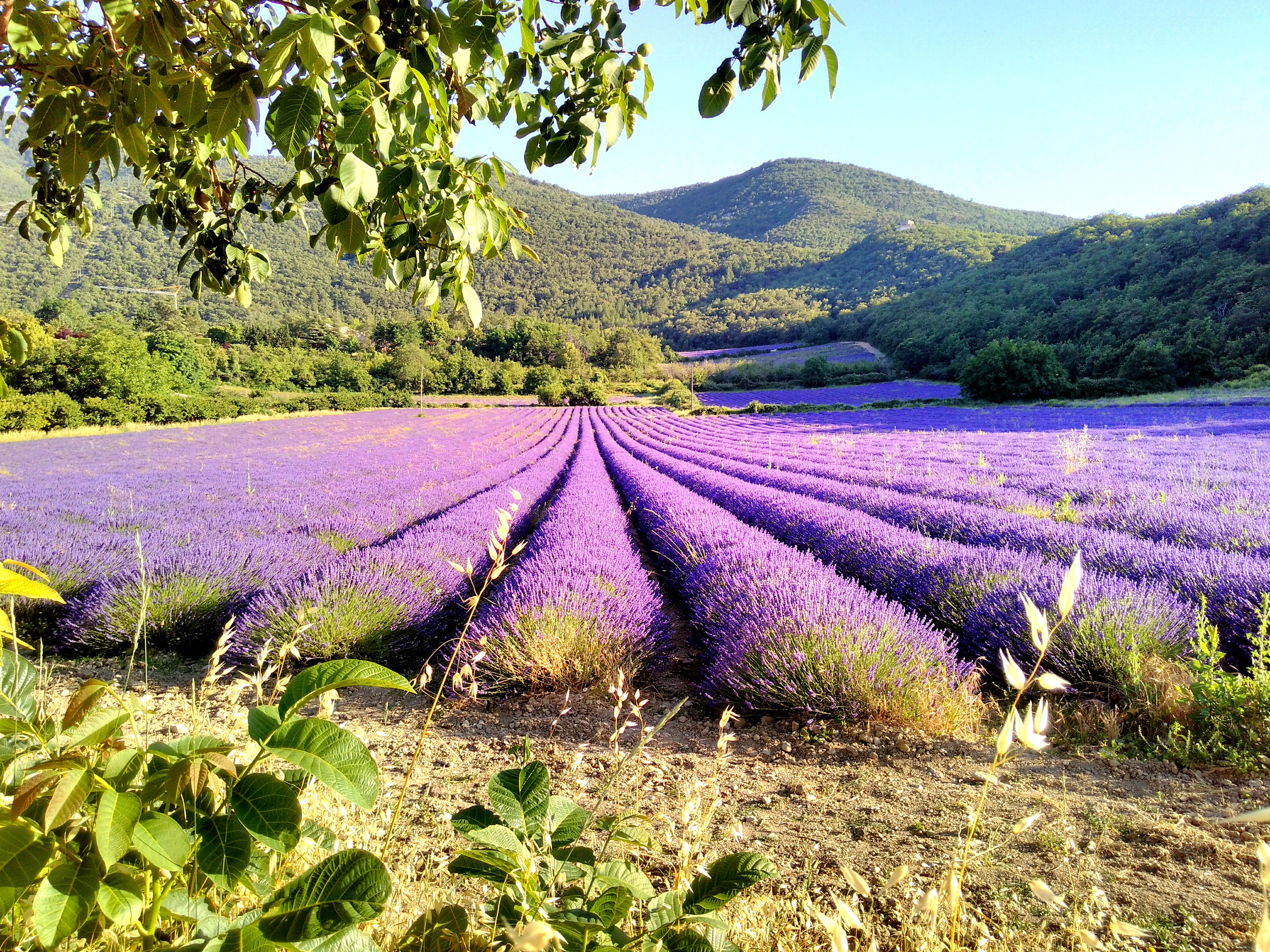 Randone lavandes et plantes aromatiques