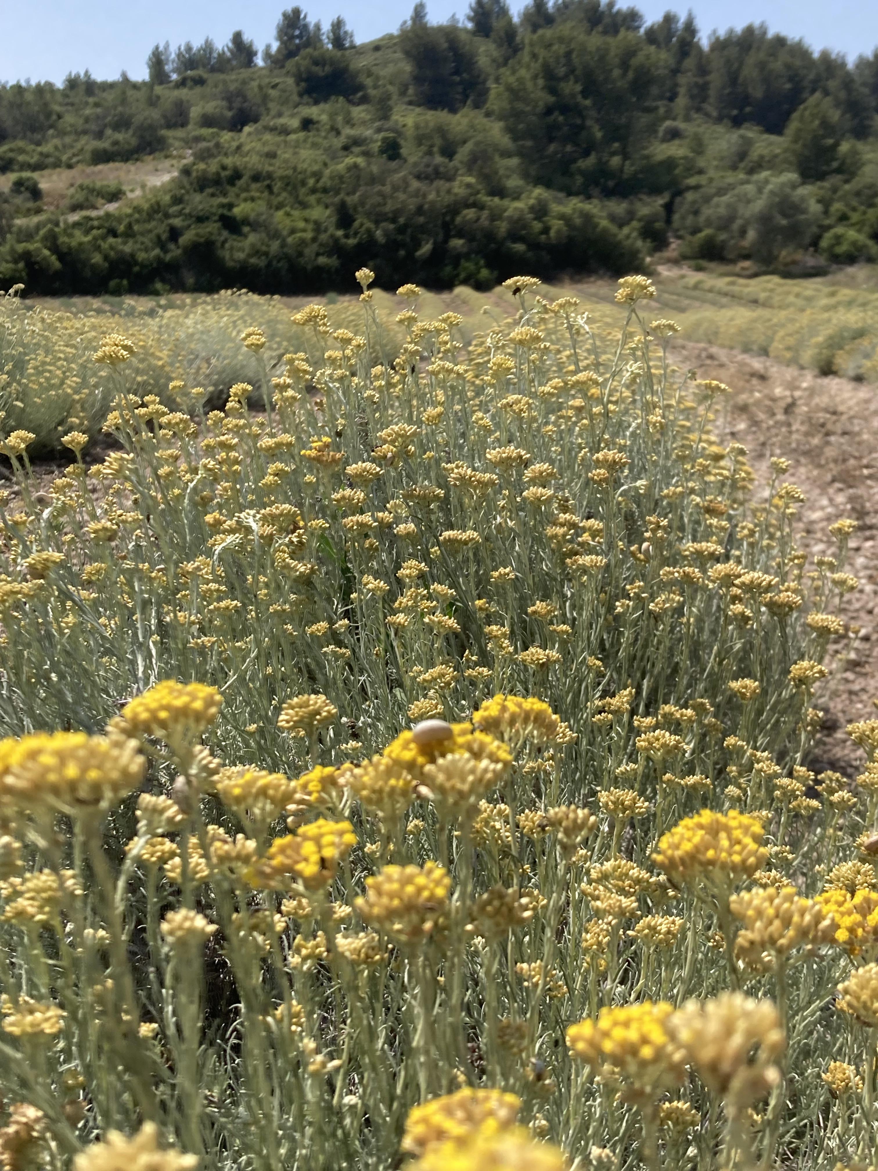 Voyage aromatique au cur des Alpilles