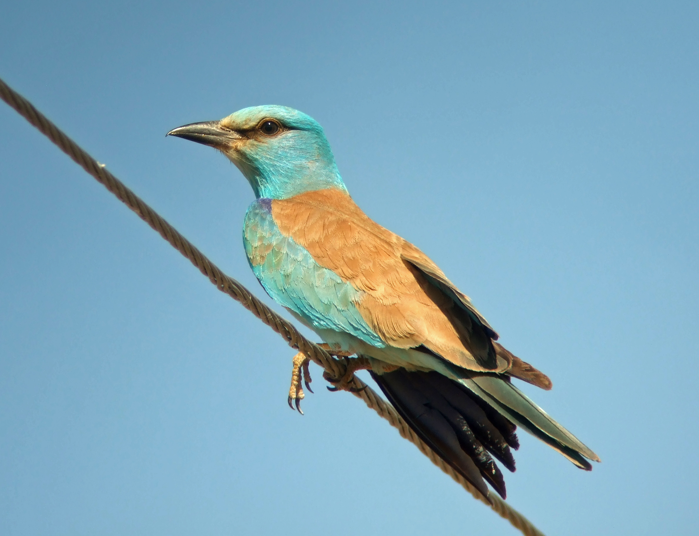 Sortie ornithologique : La danse de l'oiseau bleu