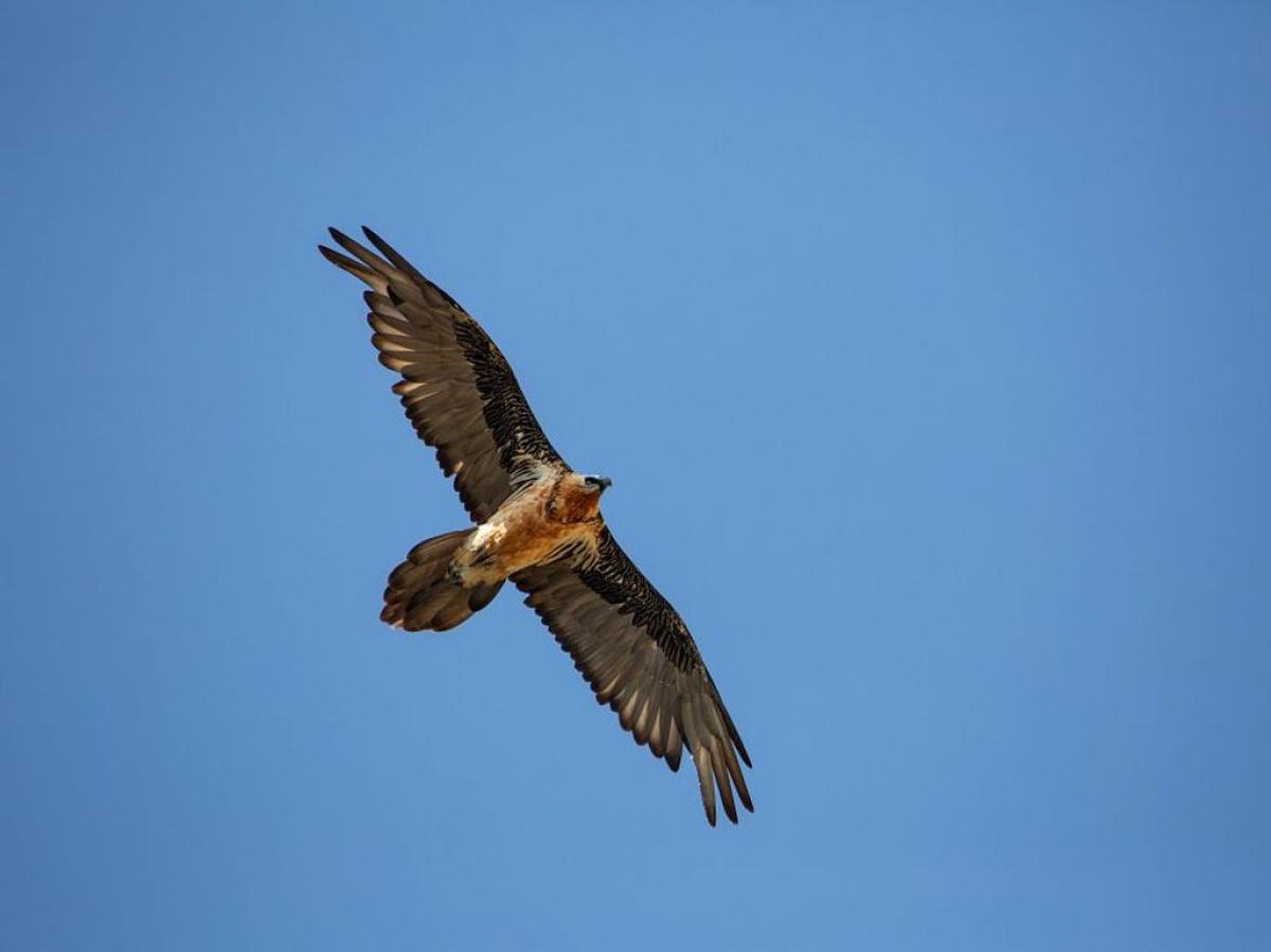 Confrence : les rapaces des Ecrins
