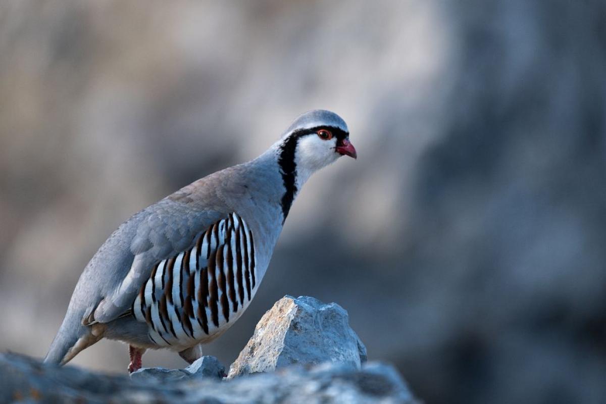 Confrence du Parc national des Ecrins : les galliformes de montagne