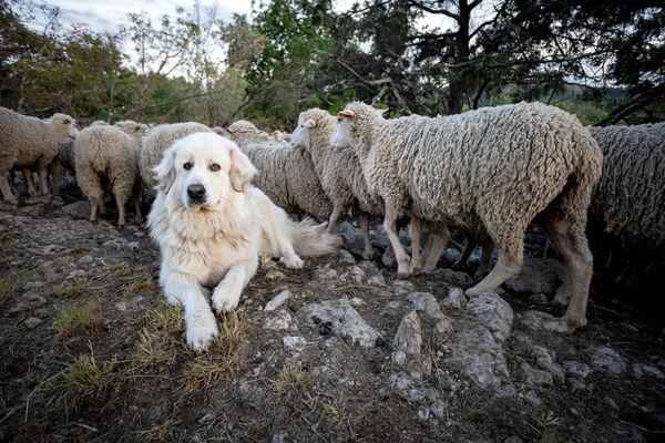 Au milieu des moutons !