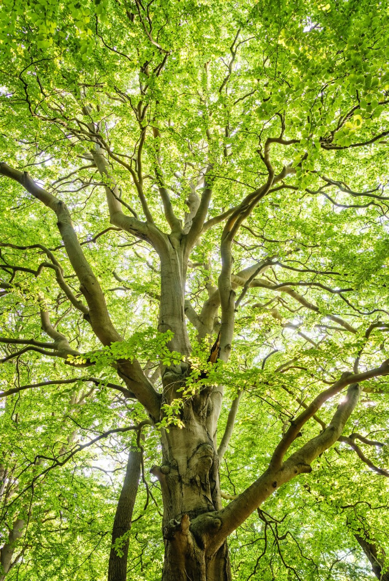 Fte de la nature