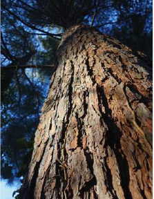 L'arbre entre ciel et terre