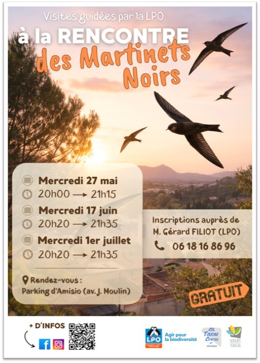 Visite guid�e - � la rencontre des martinets noirs