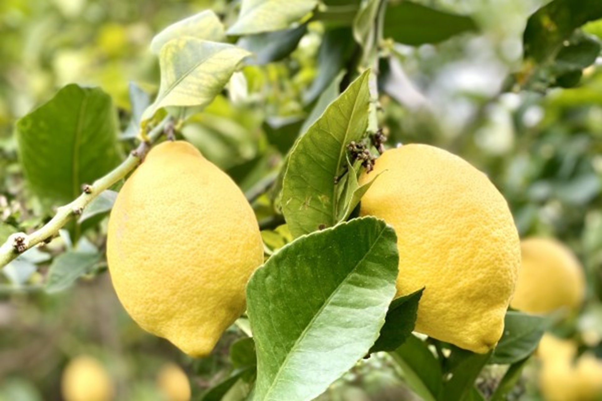 Confrence : Le citron de Menton  l'preuve du climat