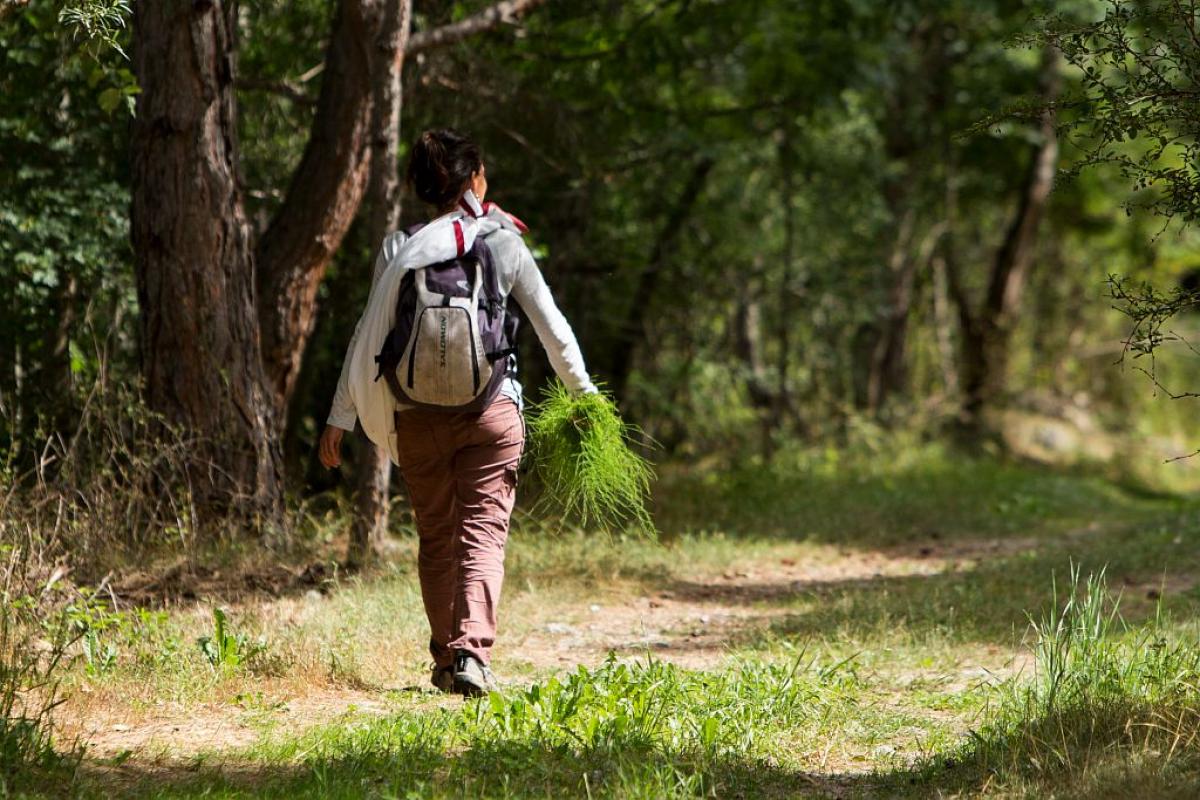Sortie  la dcouverte des plantes sauvages 
