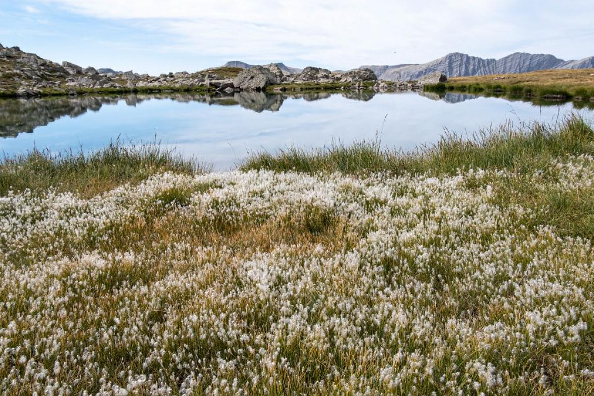 Projection-causerie : la nature qui nous entoure