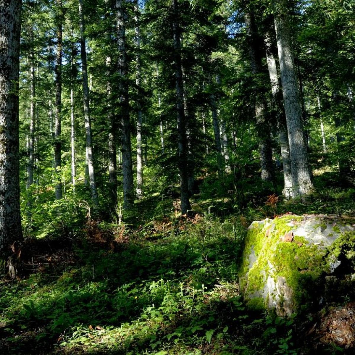 Sortie : la vie forestire