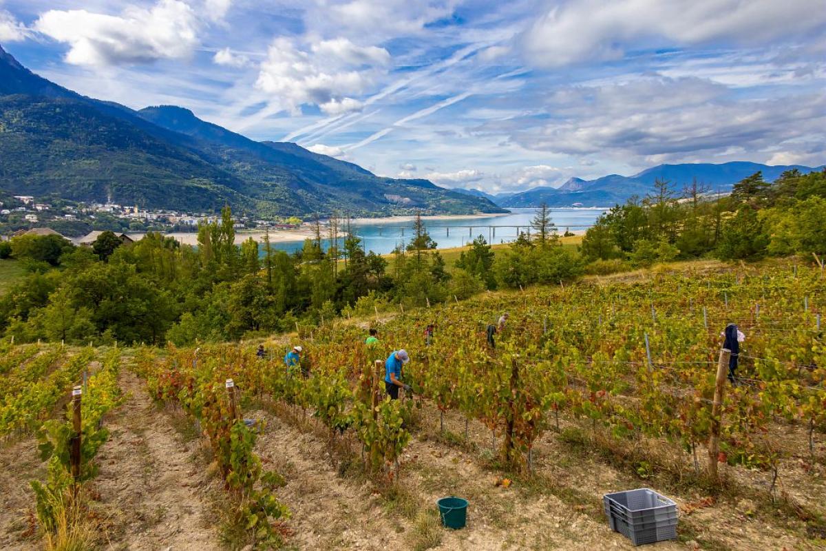 Immersion au cur d'un vignoble biologique et de son environnement