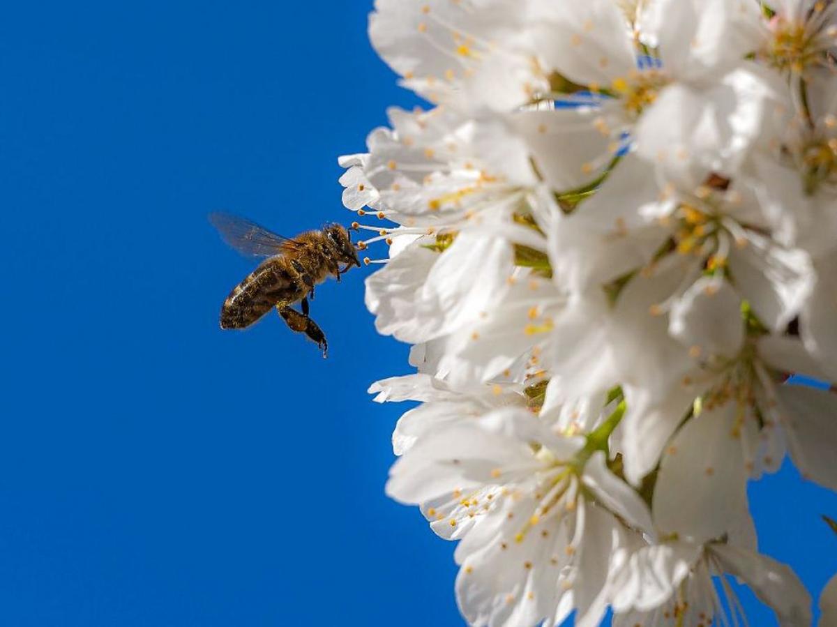 Confrence-causerie : la vie secrte des abeilles