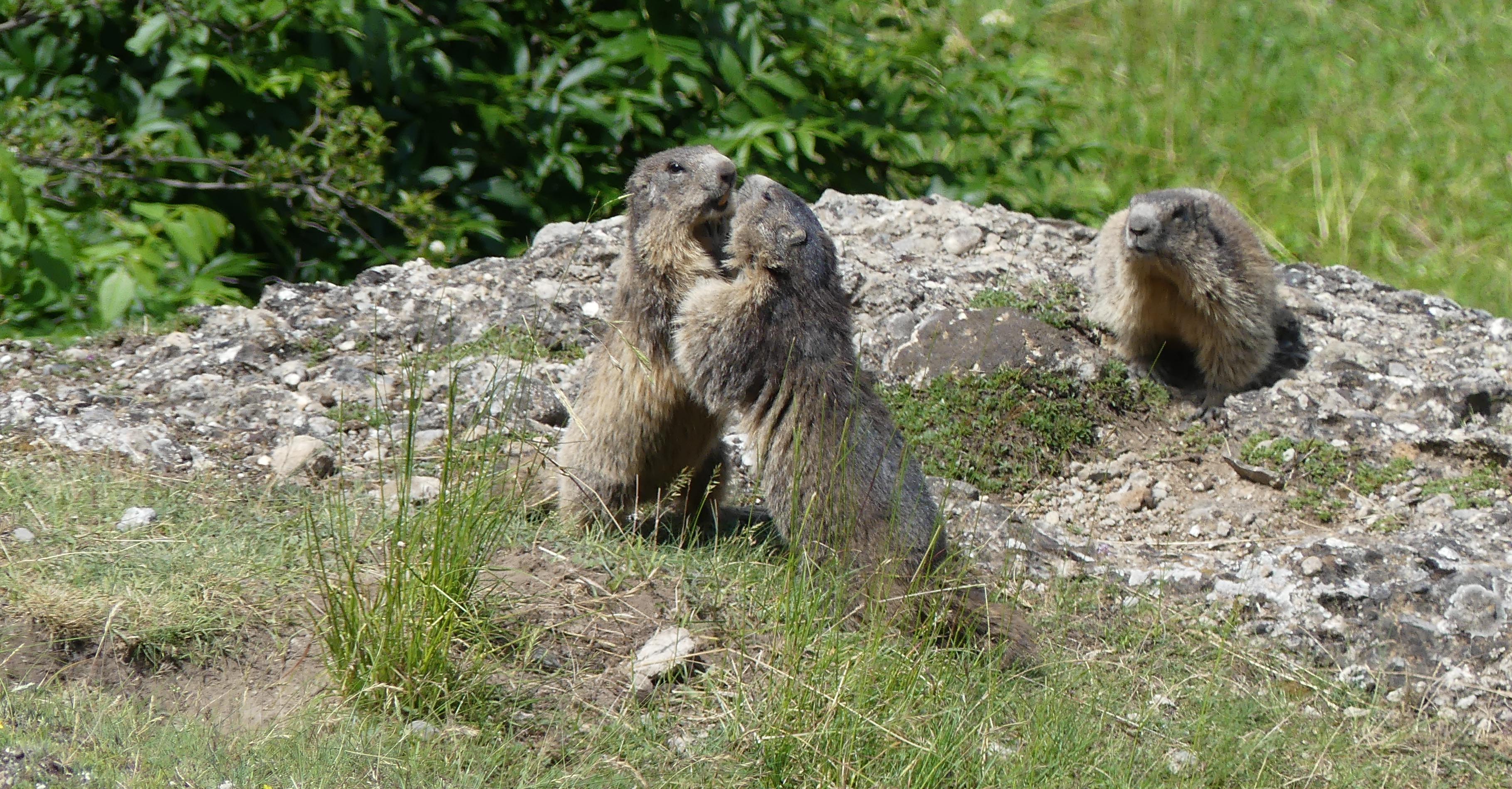 Dcouverte de lanimal ftiche du festival : La Marmotte  Association pour la protection, ltude et la valorisation des marmottes