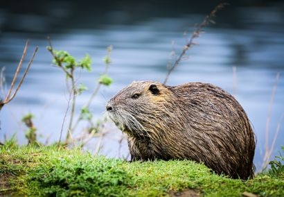 Rendez-vous Nature : � la d�couverte du castor et des oiseaux de la Durance