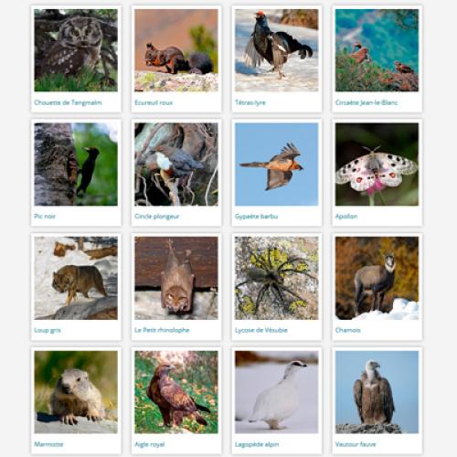 Atelier photos animalires