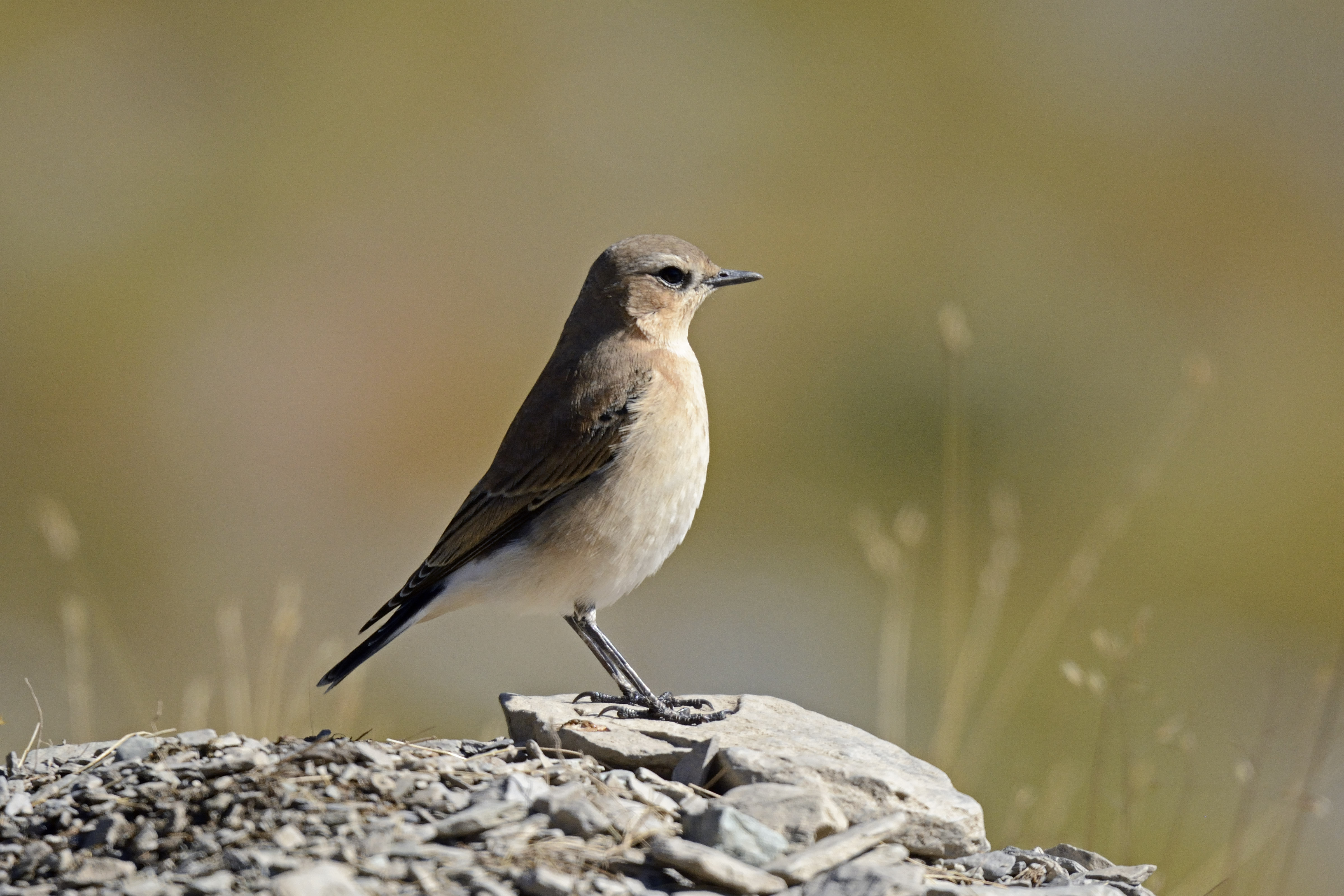 Les oiseaux de l'Authion, d'alpages en fort