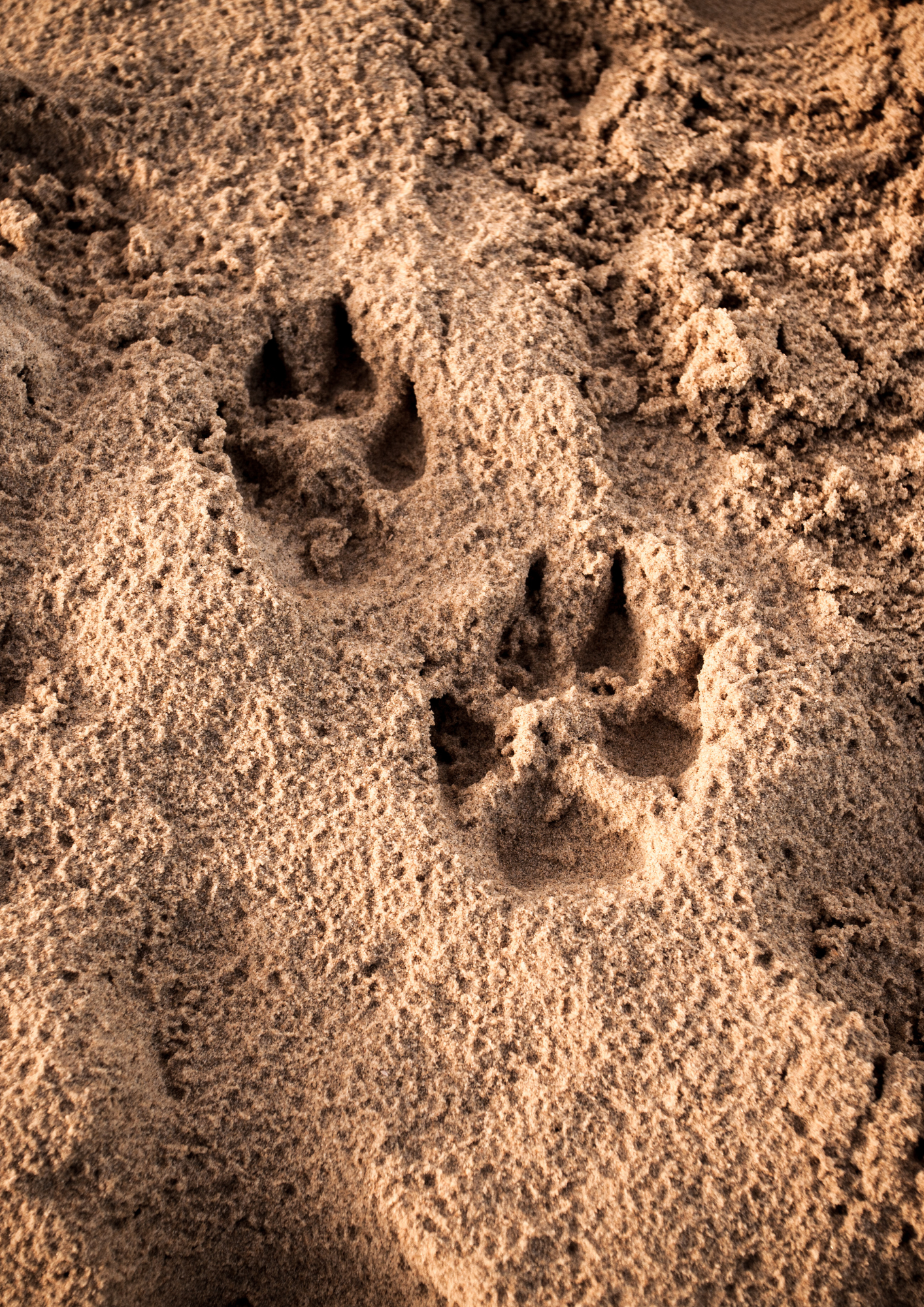 Sur les traces des animaux sauvages