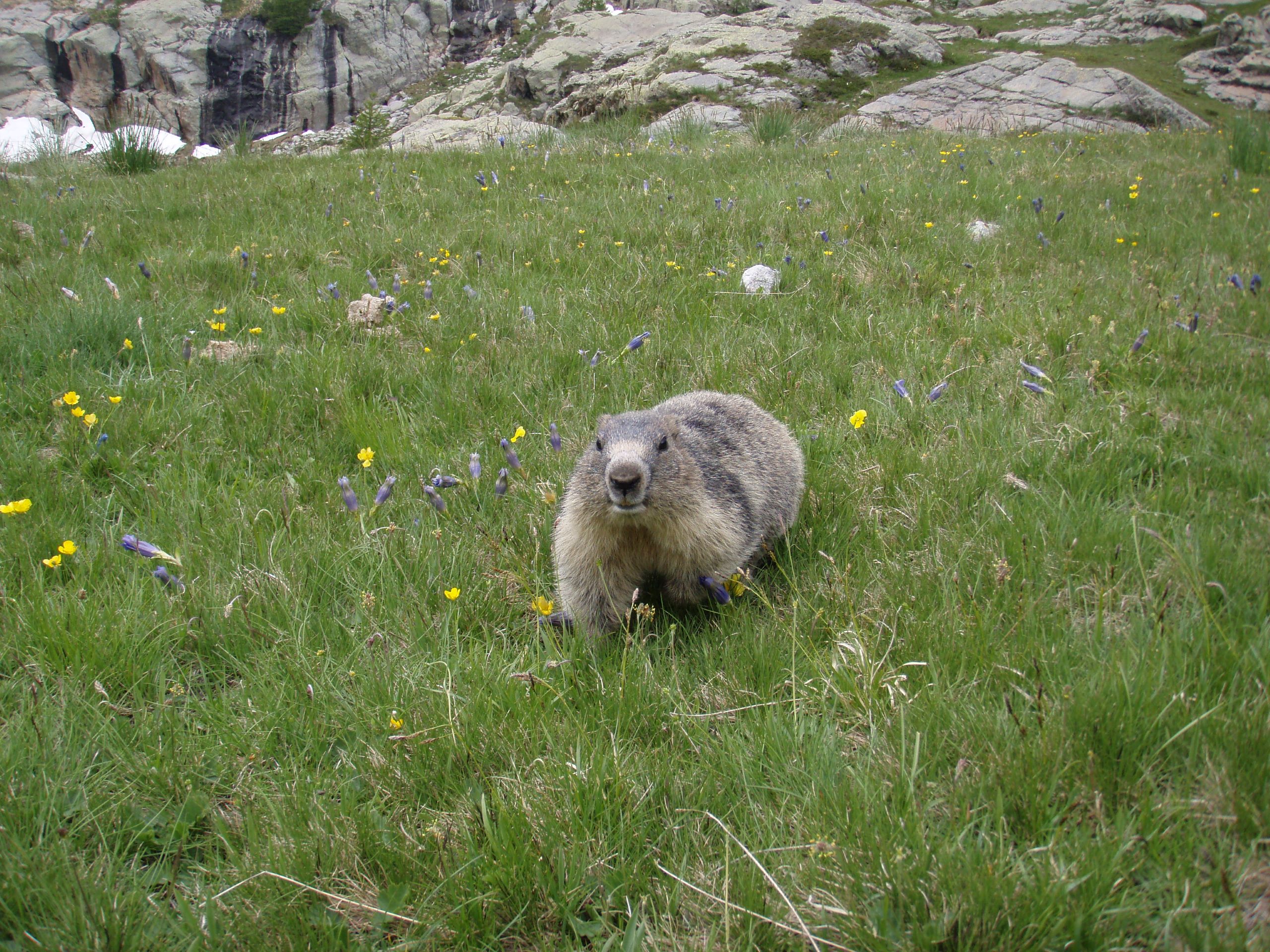 Sur les traces des marmottes : exploration et dcouverte