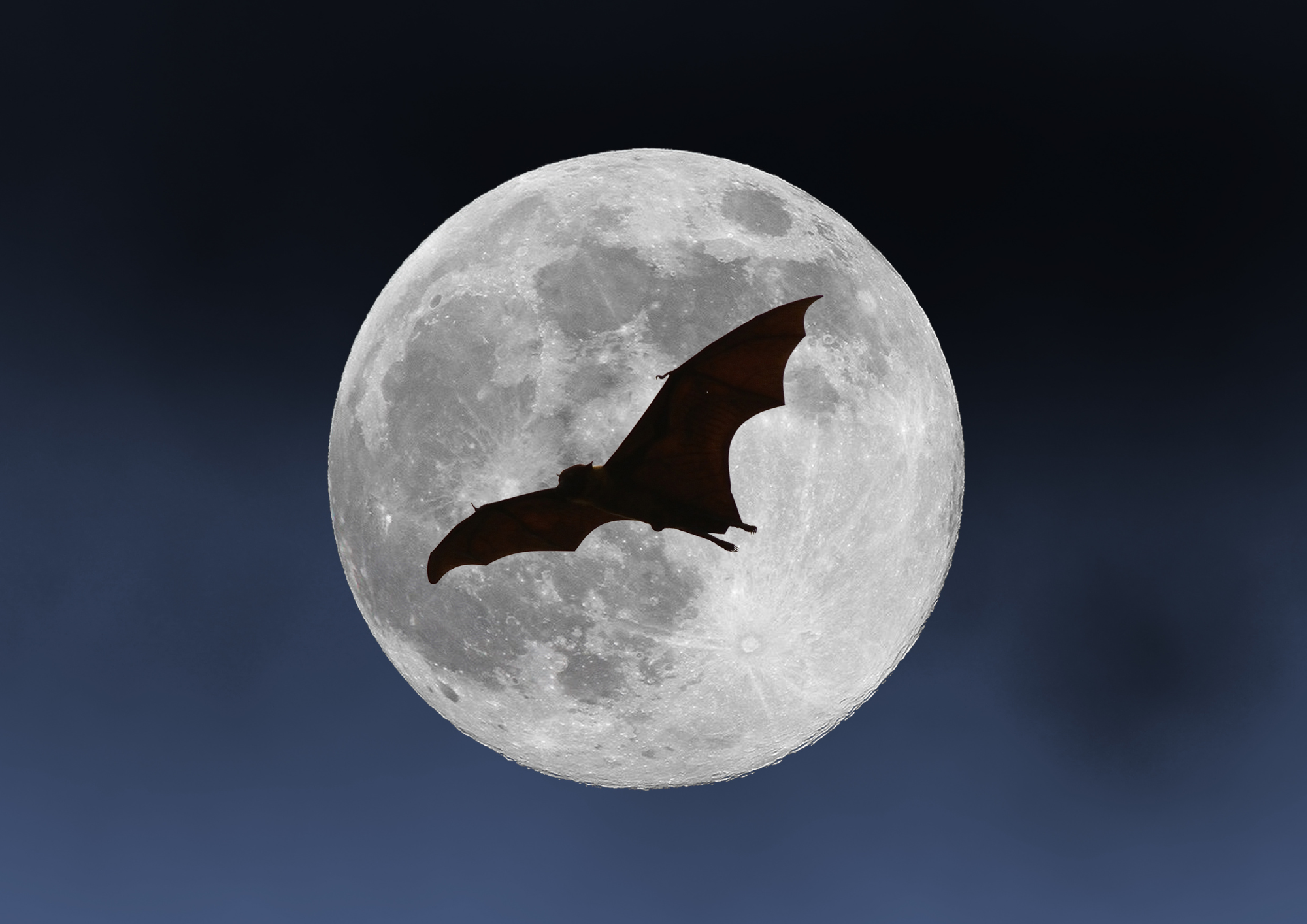 Nuit Internationale de la Chauve-Souris : sortie nocturne et observation