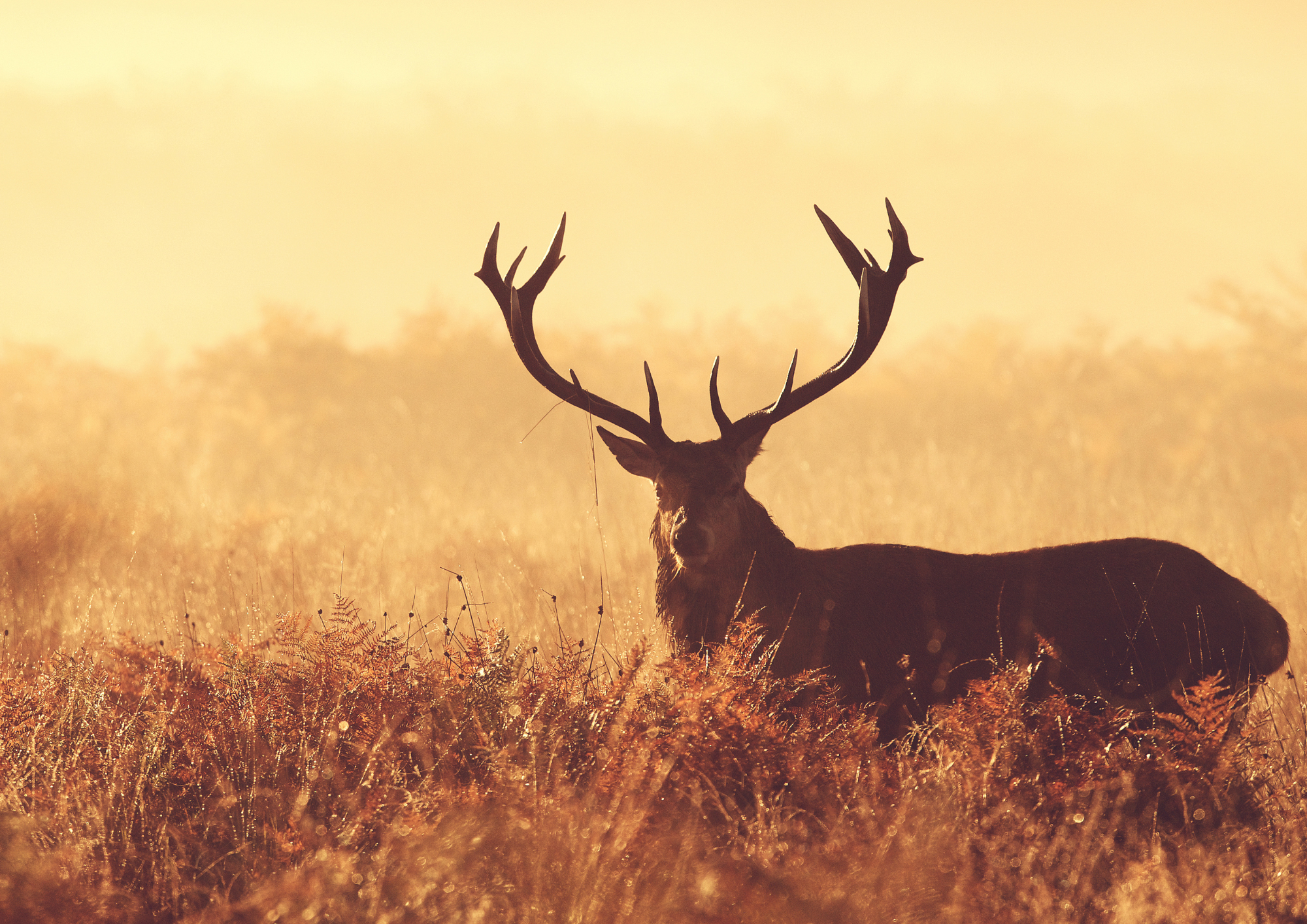  l'coute du brame du cerf