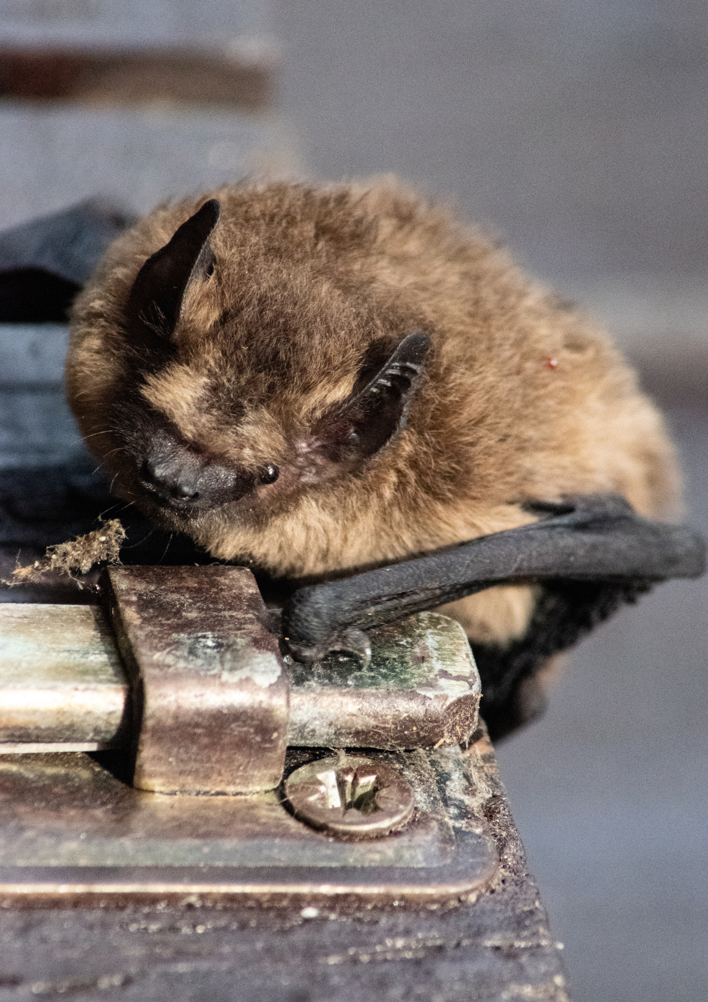 Apro-Chiro : Film court sur les Chauves-Souris et discussion autour d'un verre